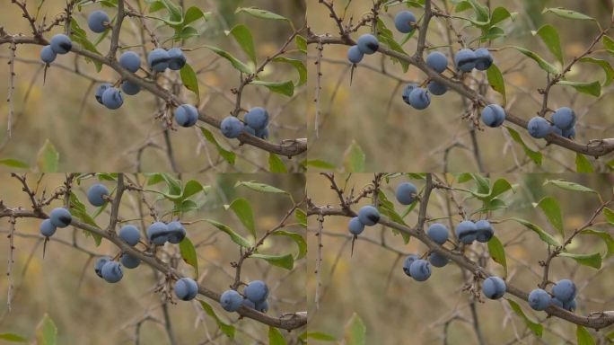 黑刺李(Prunus spinosa)的蓝色果实。
