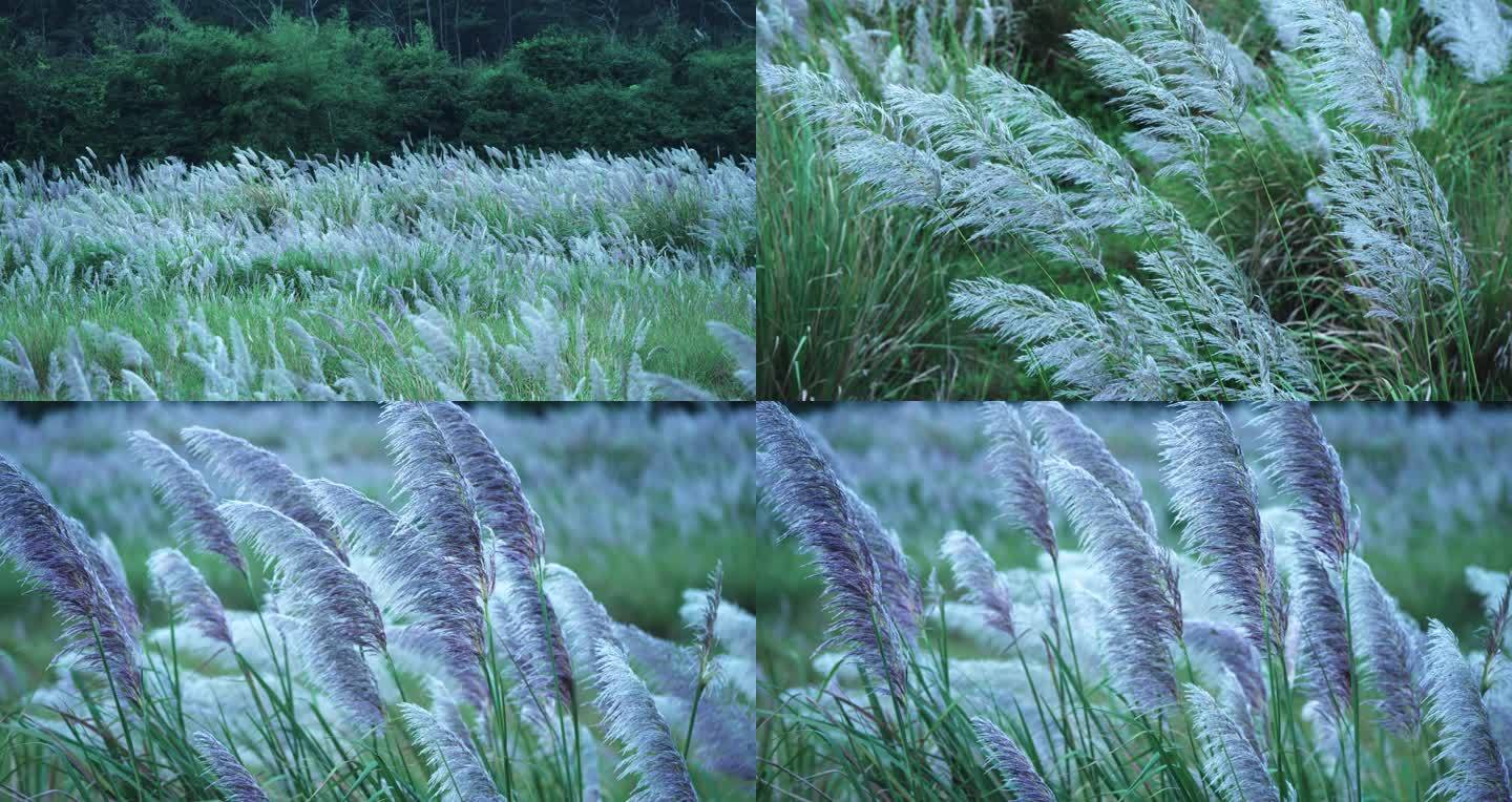 风中野花