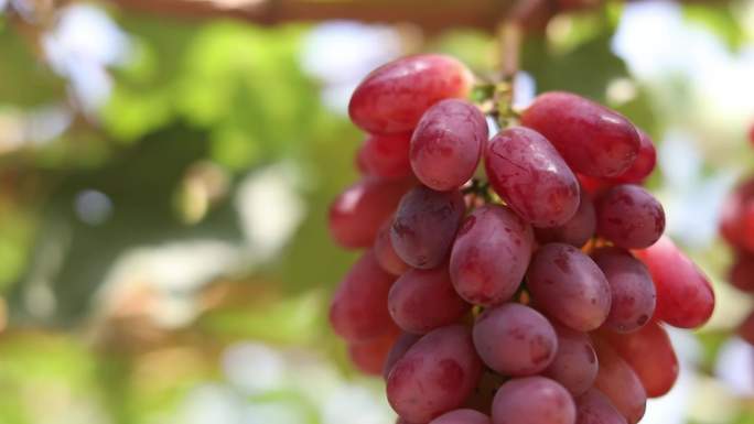 葡萄 葡萄园 葡萄成熟