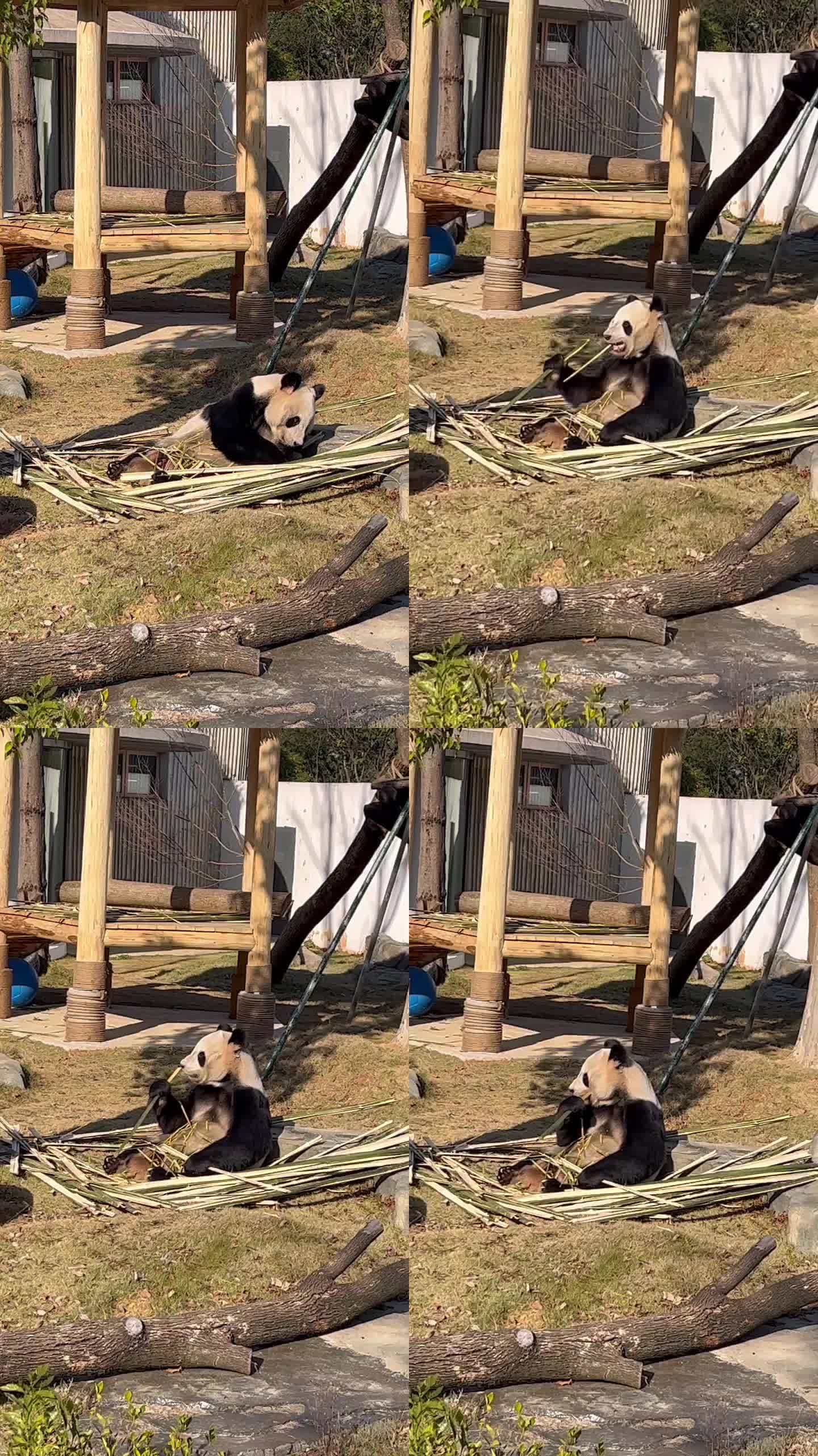 大熊猫挑竹子
