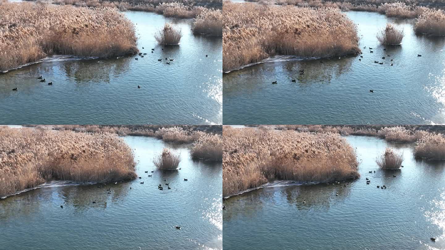 冬天水面芦苇漫水桥 水鸟 航拍素材 冬季