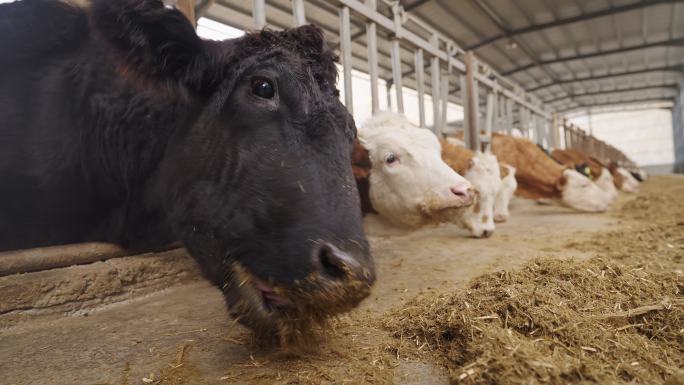 乡村振兴 养牛 养殖户 肉牛 畜牧业