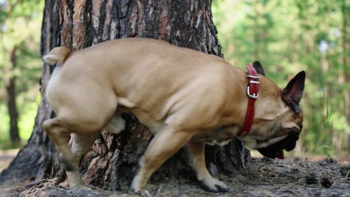 法国斗牛犬在公园的树上撒尿
