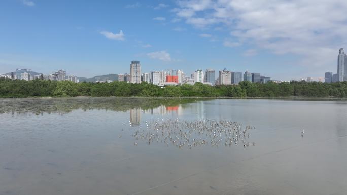 深圳红树林候鸟航拍
