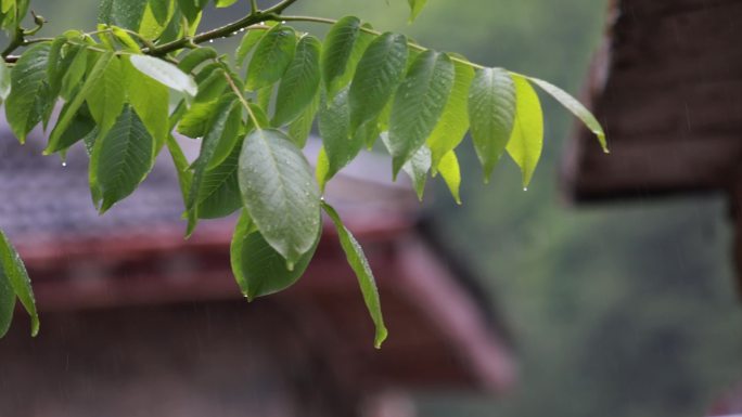 下雨天雨水特写