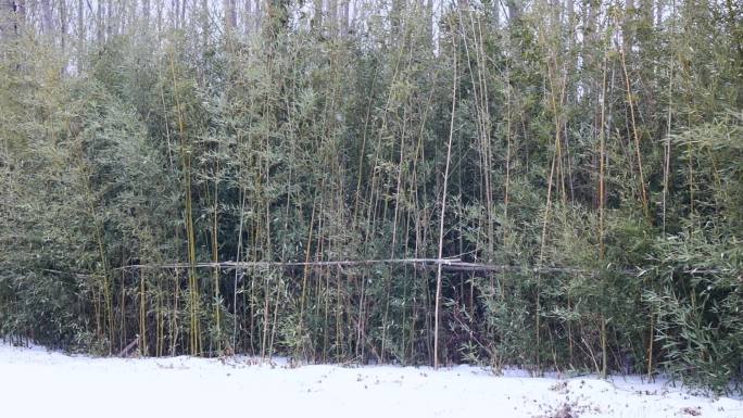 雪花在竹林里缓缓飘落