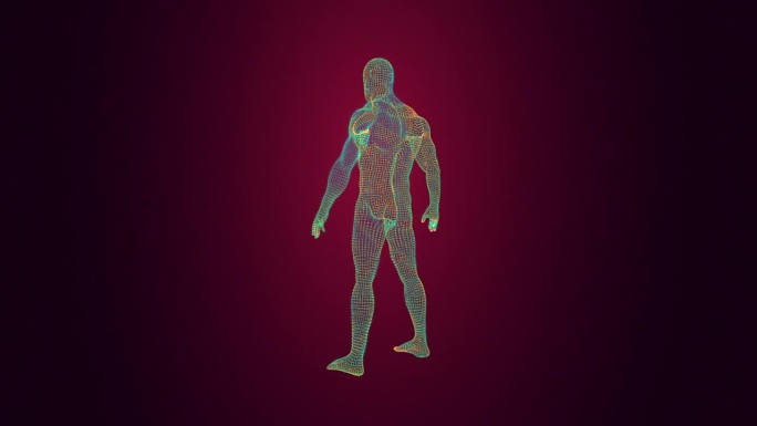 扫描人体三维线框