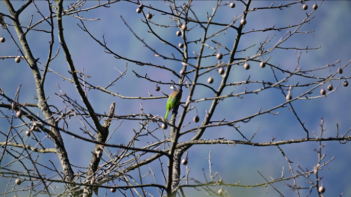 大拟啄木鸟觅食珙桐树果汤巴梨