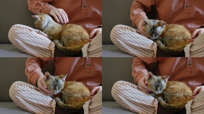 对猫的爱。女孩在沙发上抚摸着放松的德文雷克斯猫，和可爱的猫宠物在一起