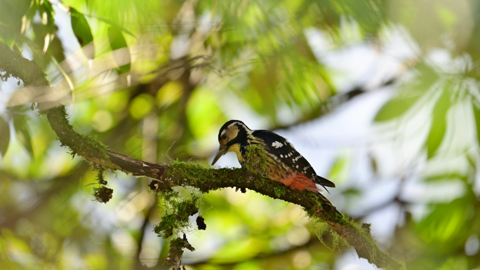 白背啄木鸟觅食野生动物鸟类视频素材