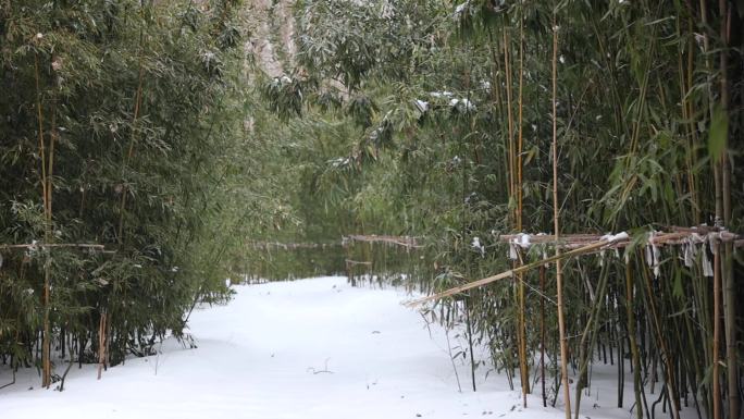 雪花在竹林里缓缓飘落