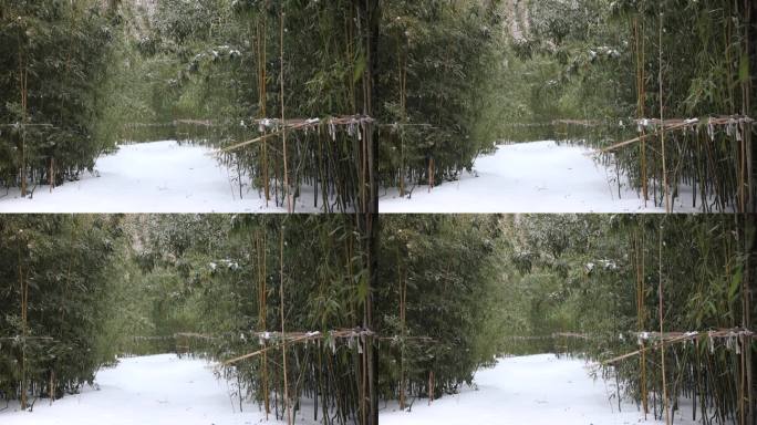 雪花在竹林里缓缓飘落