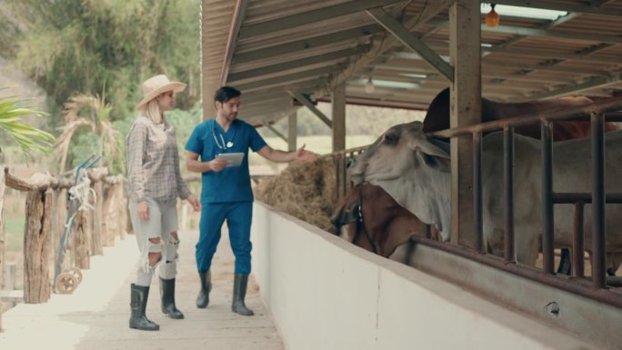 穿着蓝色擦洗制服的兽医在家畜讨论中就奶牛卫生问题向农场主提出建议。
