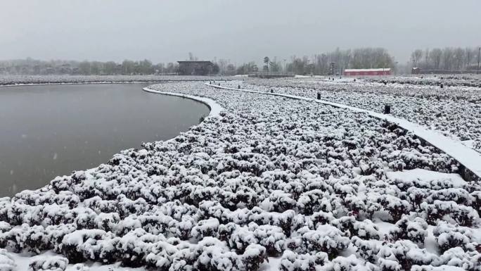 冰雪覆盖的庄稼苗圃