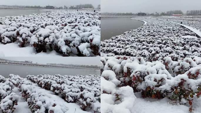 冰雪覆盖的庄稼苗圃