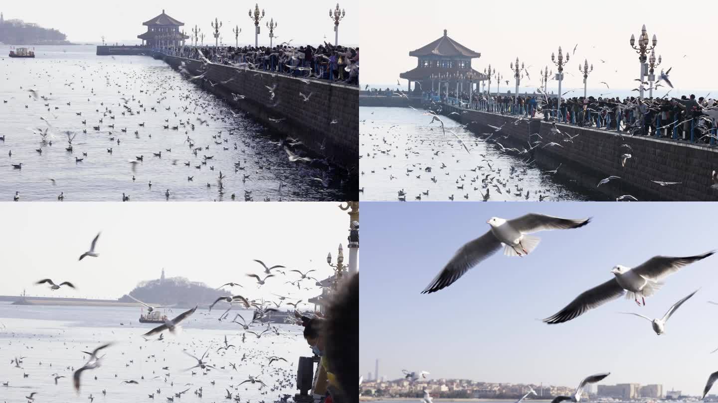 青岛栈桥游客喂海鸥