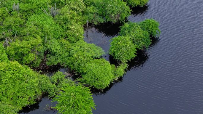 库区过度生长的红树林河口植被的无人机视差