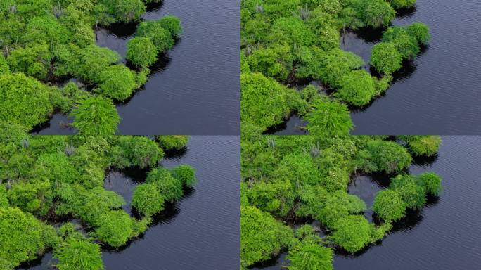 库区过度生长的红树林河口植被的无人机视差