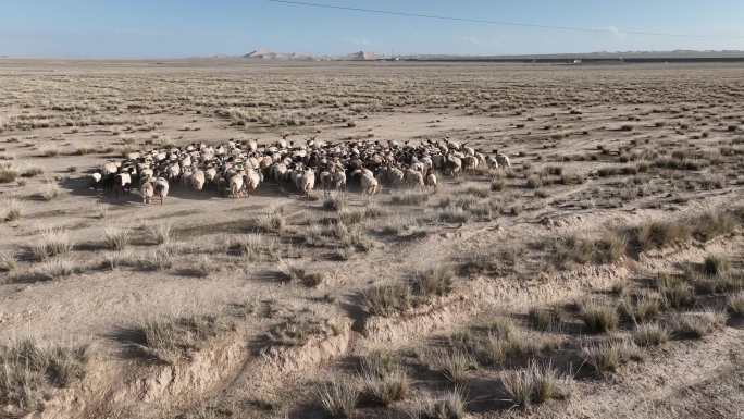沙漠越戈壁牧羊