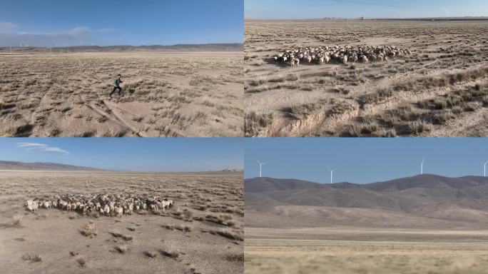 沙漠越戈壁牧羊