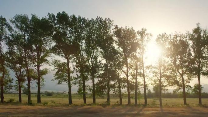 有旅游概念背景。在夕阳下，沿着农村农田里的一排树，驾着橘黄色的天空