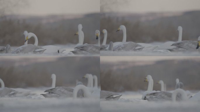 索尼s3拍摄白天鹅升格素材