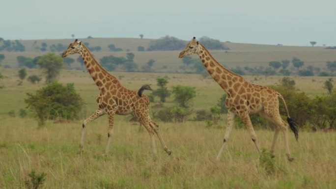 长颈鹿在非洲乌干达基代波谷国家公园里奔跑的慢动作。跟踪拍摄