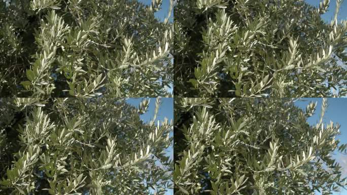橄榄树，枝叶茂密，随风飘动