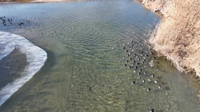 冬天水面芦苇漫水桥 水鸟 航拍素材 冬季