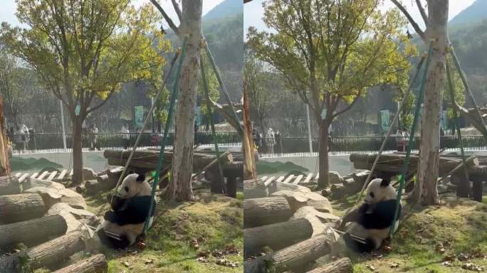 大熊猫悠闲吃竹子