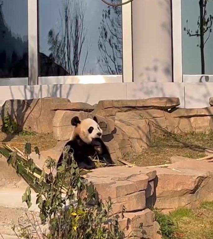 大熊猫晒太阳吃竹子