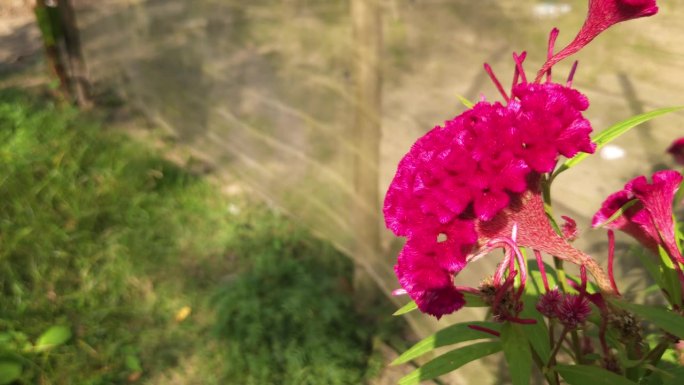 鸡冠花(Celosia cristata)是一种开花植物，产于世界各地的热带地区。