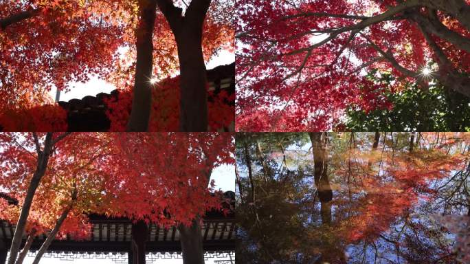 【原创8镜头】苏州秋天枫树林红色枫叶