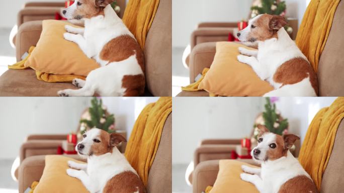 一只沉思的杰克罗素梗狗在舒适的沙发上凝视着外面