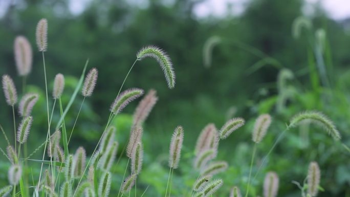 狗尾巴草