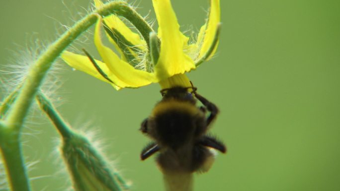 蜜蜂 熊蜂 授粉