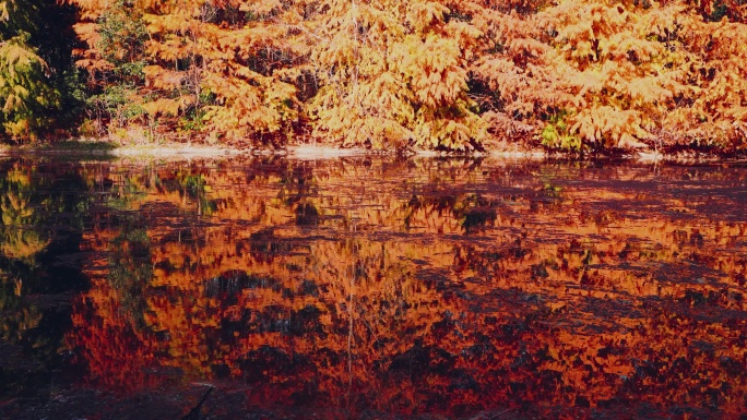 湖边水杉水面倒影平静空镜