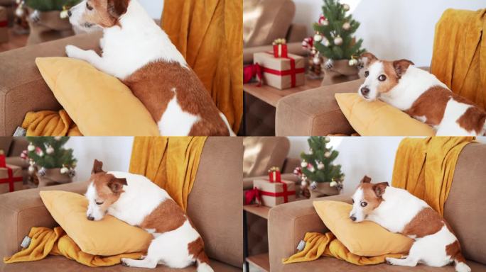一只沉思的杰克罗素梗狗在舒适的沙发上凝视着外面