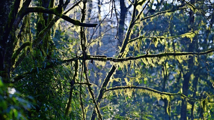 冬日原始森林暖阳穿透树林苔藓