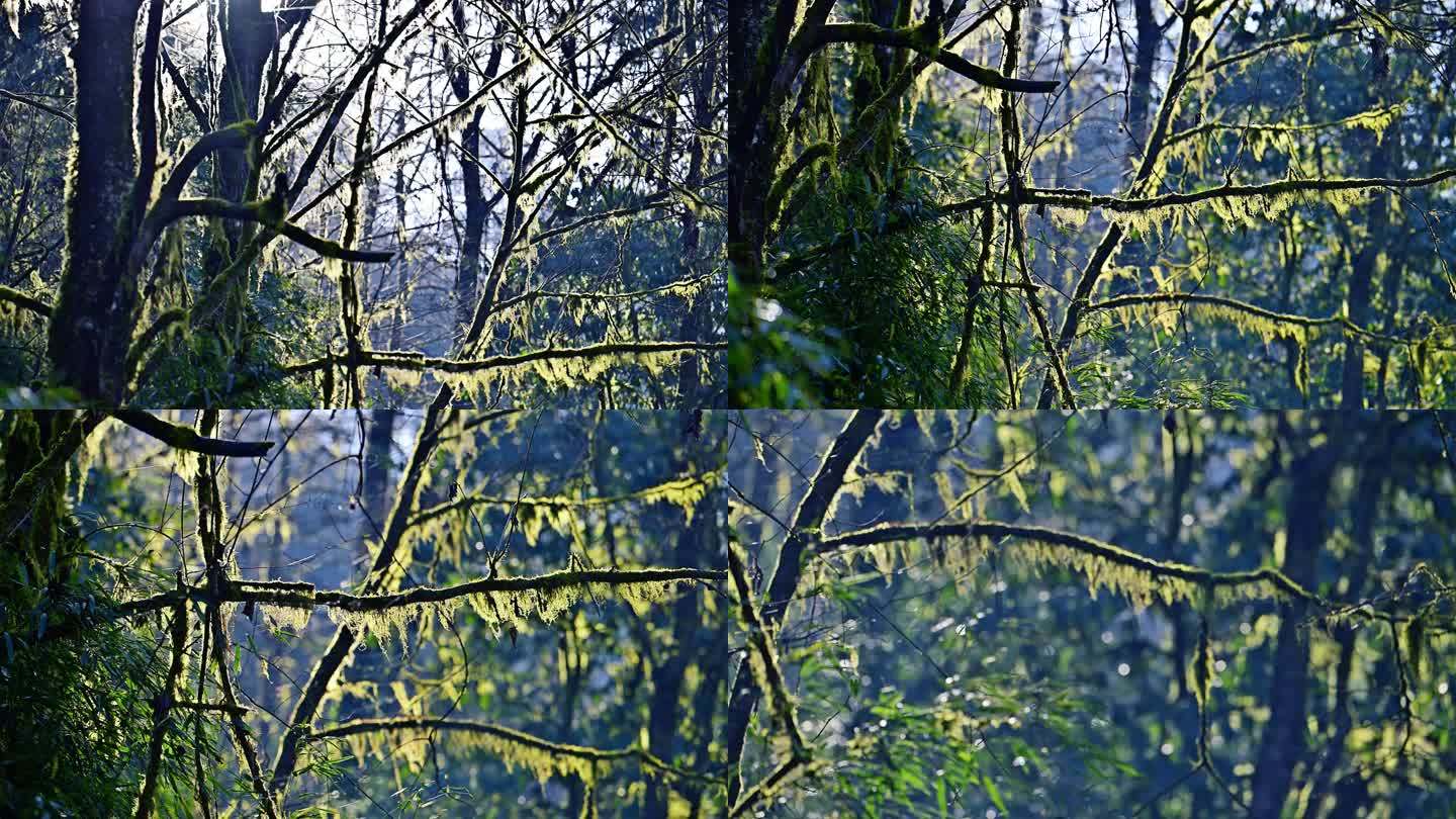 冬日原始森林暖阳穿透树林苔藓
