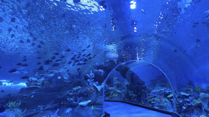 4K海洋公园巨型鱼缸中的海洋鱼类空镜