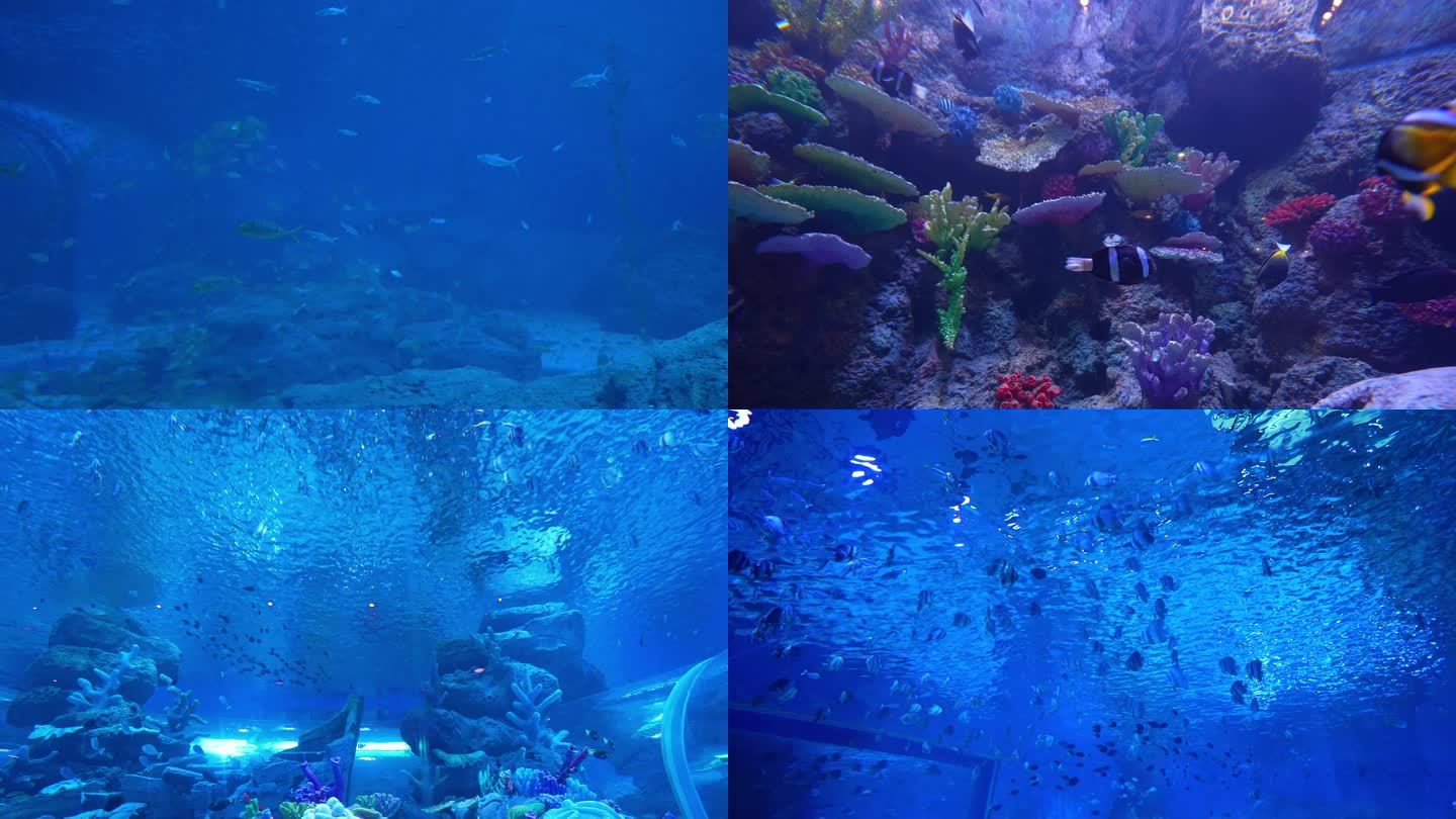 4K海洋公园巨型鱼缸中的海洋鱼类空镜