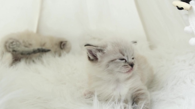 可爱的布娃娃猫在猫床上休息