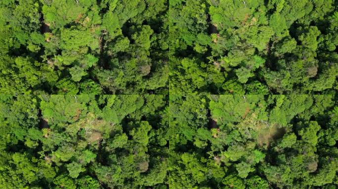 无人机镜头捕捉到亚马逊雨林中一棵雄伟的树的倒下