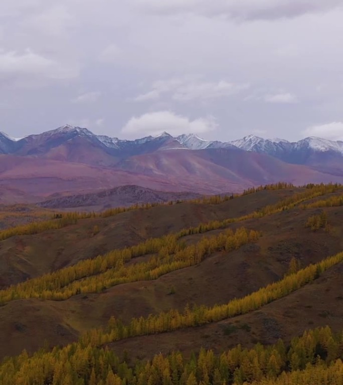 秋来草原、黄落叶松和秋来岭。阿尔泰山脉，俄罗斯。垂直视频