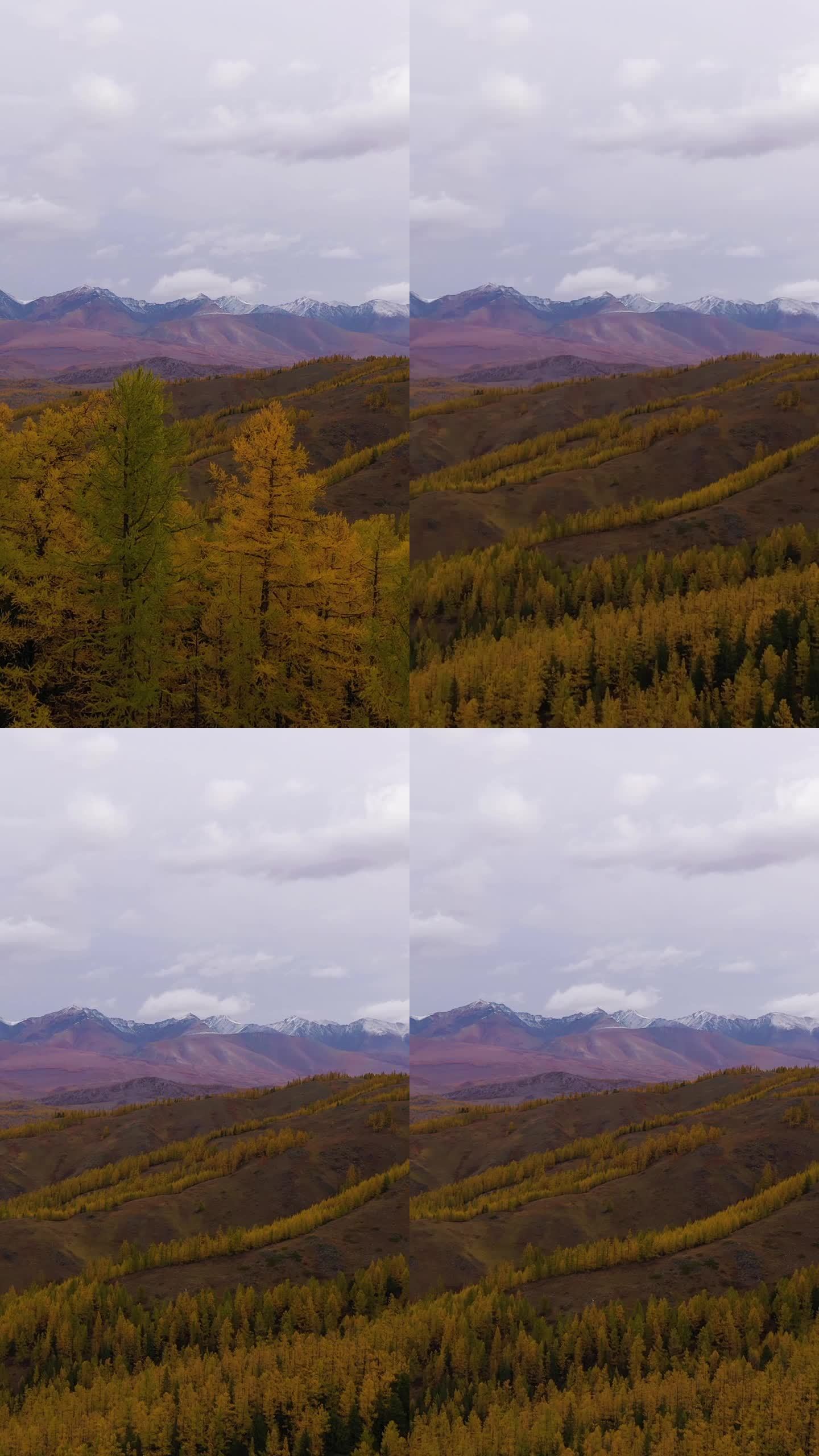 秋来草原、黄落叶松和秋来岭。阿尔泰山脉，俄罗斯。垂直视频