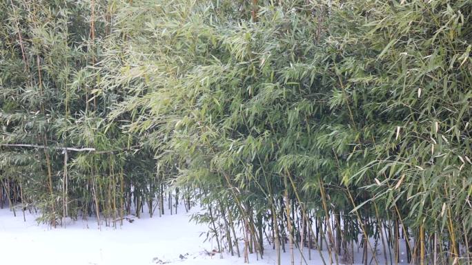 雪花在竹林里缓缓飘落