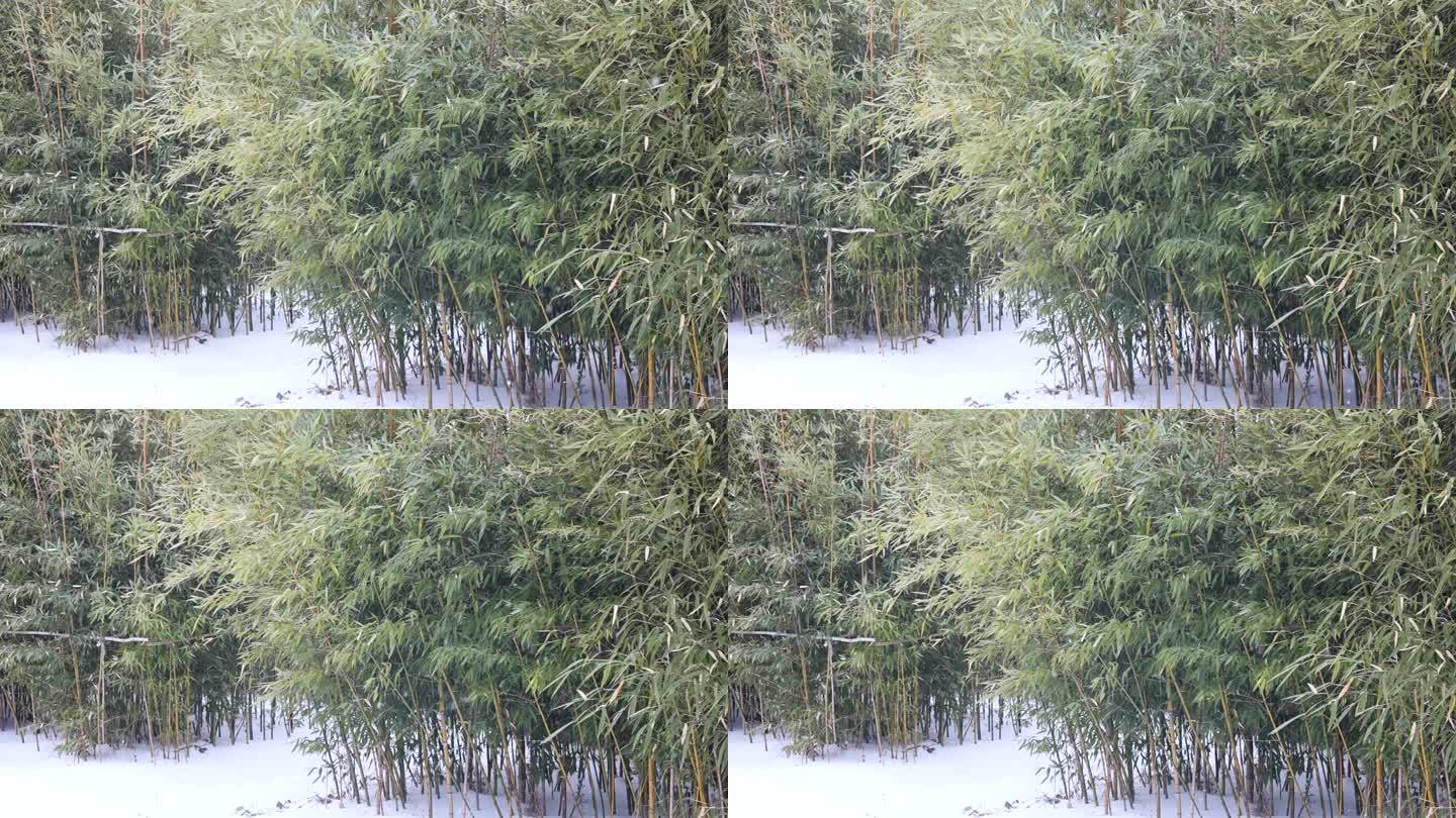 雪花在竹林里缓缓飘落