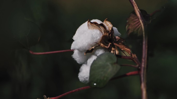 棉花芽生长在种植园特写
