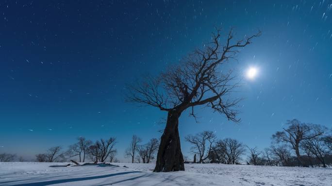东北冬天吉林四方顶子一棵树夜晚星空